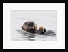 Southern Sea Otter eats a clam by Anonymous