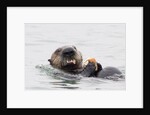 Southern Sea Otter eats a clam by Anonymous