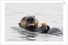 Southern Sea Otter eats a clam by Anonymous