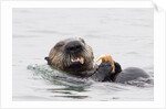 Southern Sea Otter eats a clam by Anonymous