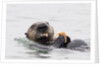 Southern Sea Otter eats a clam by Anonymous