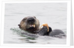 Southern Sea Otter eats a clam by Anonymous