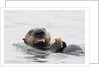 Southern Sea Otter eats a clam by Anonymous