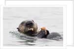 Southern Sea Otter eats a clam by Anonymous