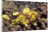 Warty Frogfish by Anonymous
