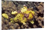 Warty Frogfish by Anonymous