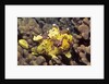 Warty Frogfish by Anonymous