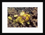 Warty Frogfish by Anonymous
