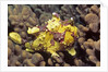 Warty Frogfish by Anonymous