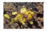 Warty Frogfish by Anonymous