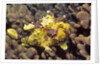 Warty Frogfish by Anonymous