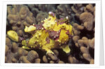 Warty Frogfish by Anonymous