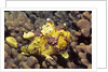 Warty Frogfish by Anonymous