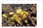 Warty Frogfish by Anonymous