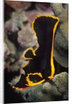 Juvenile Pinnate Spadefish by Anonymous