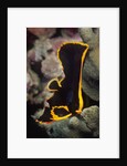 Juvenile Pinnate Spadefish by Anonymous