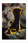 Juvenile Pinnate Spadefish by Anonymous