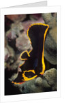Juvenile Pinnate Spadefish by Anonymous
