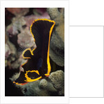 Juvenile Pinnate Spadefish by Anonymous