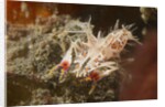 Spiny Tiger Shrimp by Anonymous