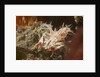 Spiny Tiger Shrimp by Anonymous