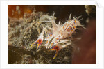 Spiny Tiger Shrimp by Anonymous