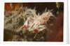 Spiny Tiger Shrimp by Anonymous