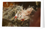 Spiny Tiger Shrimp by Anonymous