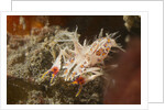 Spiny Tiger Shrimp by Anonymous