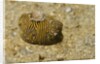 Juvenile Star Puffer by Anonymous