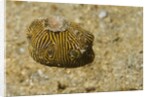 Juvenile Star Puffer by Anonymous
