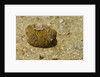 Juvenile Star Puffer by Anonymous