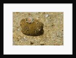 Juvenile Star Puffer by Anonymous