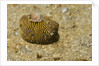 Juvenile Star Puffer by Anonymous