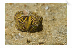 Juvenile Star Puffer by Anonymous