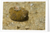 Juvenile Star Puffer by Anonymous