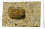 Juvenile Star Puffer by Anonymous