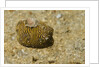 Juvenile Star Puffer by Anonymous