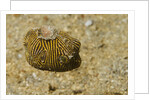 Juvenile Star Puffer by Anonymous