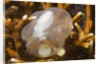 Broadclub Cuttlefish embreyo by Anonymous
