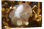 Broadclub Cuttlefish embreyo by Anonymous