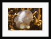 Broadclub Cuttlefish embreyo by Anonymous