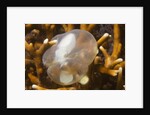 Broadclub Cuttlefish embreyo by Anonymous