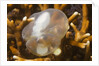Broadclub Cuttlefish embreyo by Anonymous