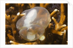 Broadclub Cuttlefish embreyo by Anonymous
