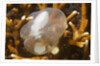 Broadclub Cuttlefish embreyo by Anonymous
