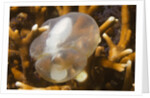 Broadclub Cuttlefish embreyo by Anonymous