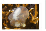 Broadclub Cuttlefish embreyo by Anonymous
