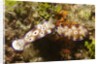 Tryon's Riabecia Nudibranchs trail each other by Anonymous