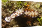 Tryon's Riabecia Nudibranchs trail each other by Anonymous